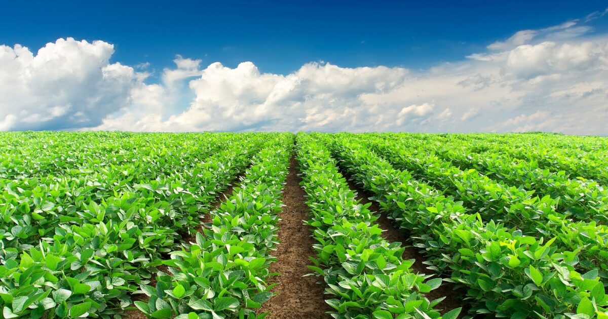 Crop and Site Workbook | NSF