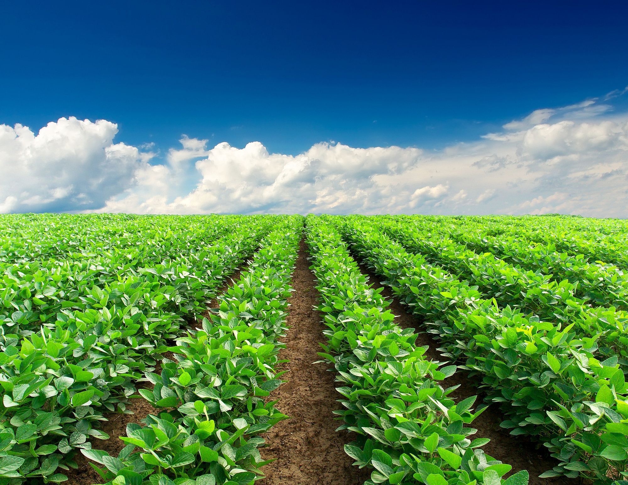 Agricultura mexicana en riesgo: urge una gestión sostenible del… | NSF