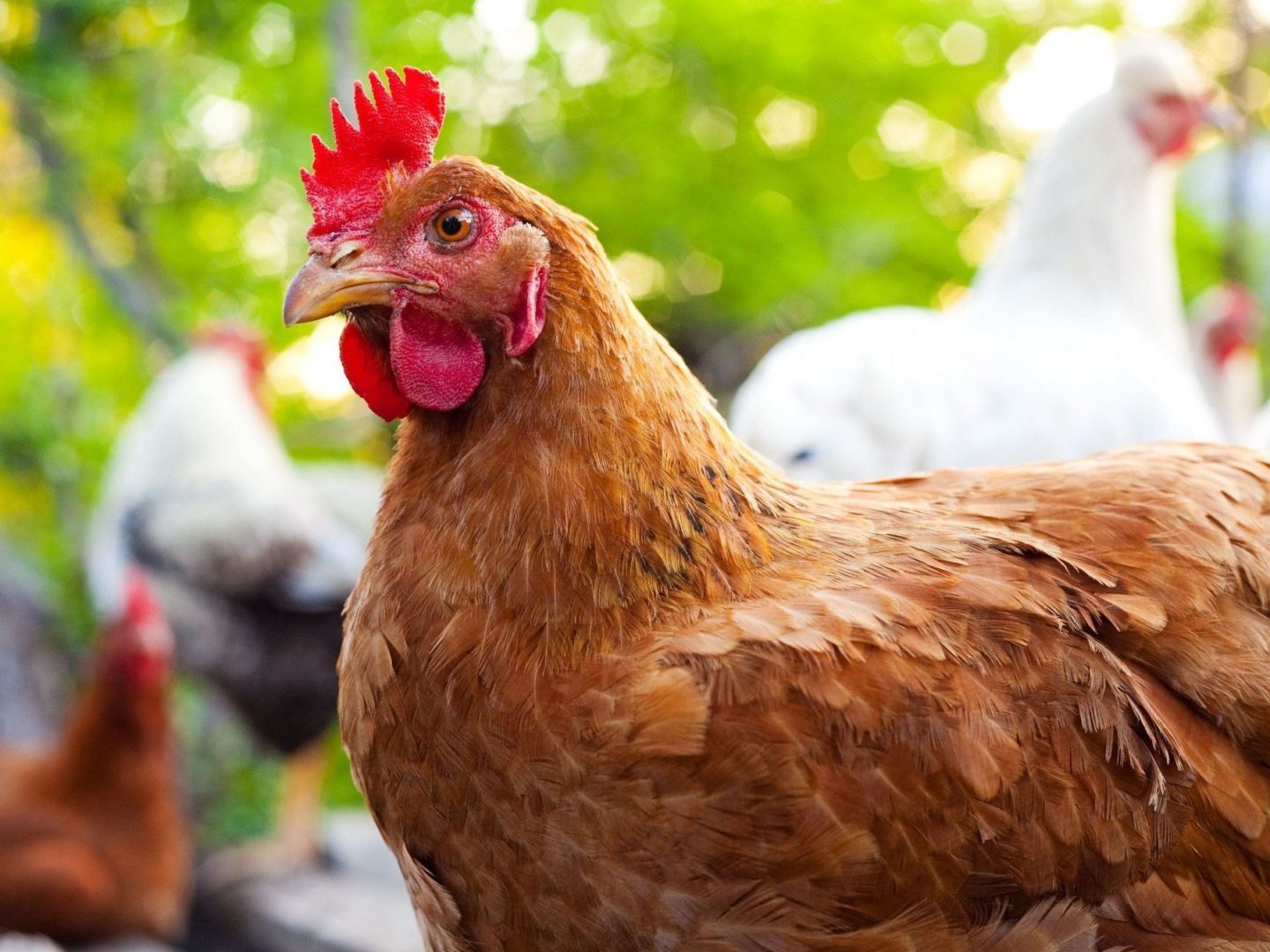 Close-up of brown chicken