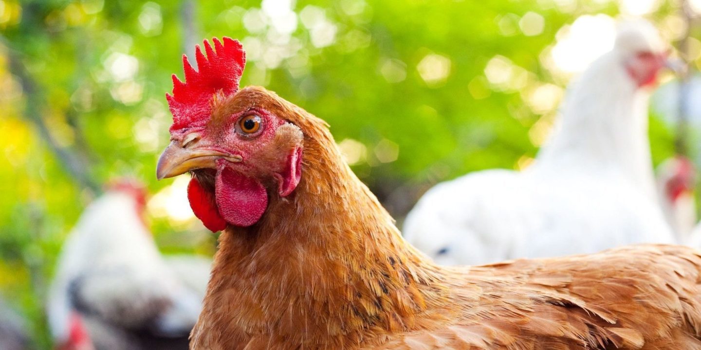 Close-up of brown chicken