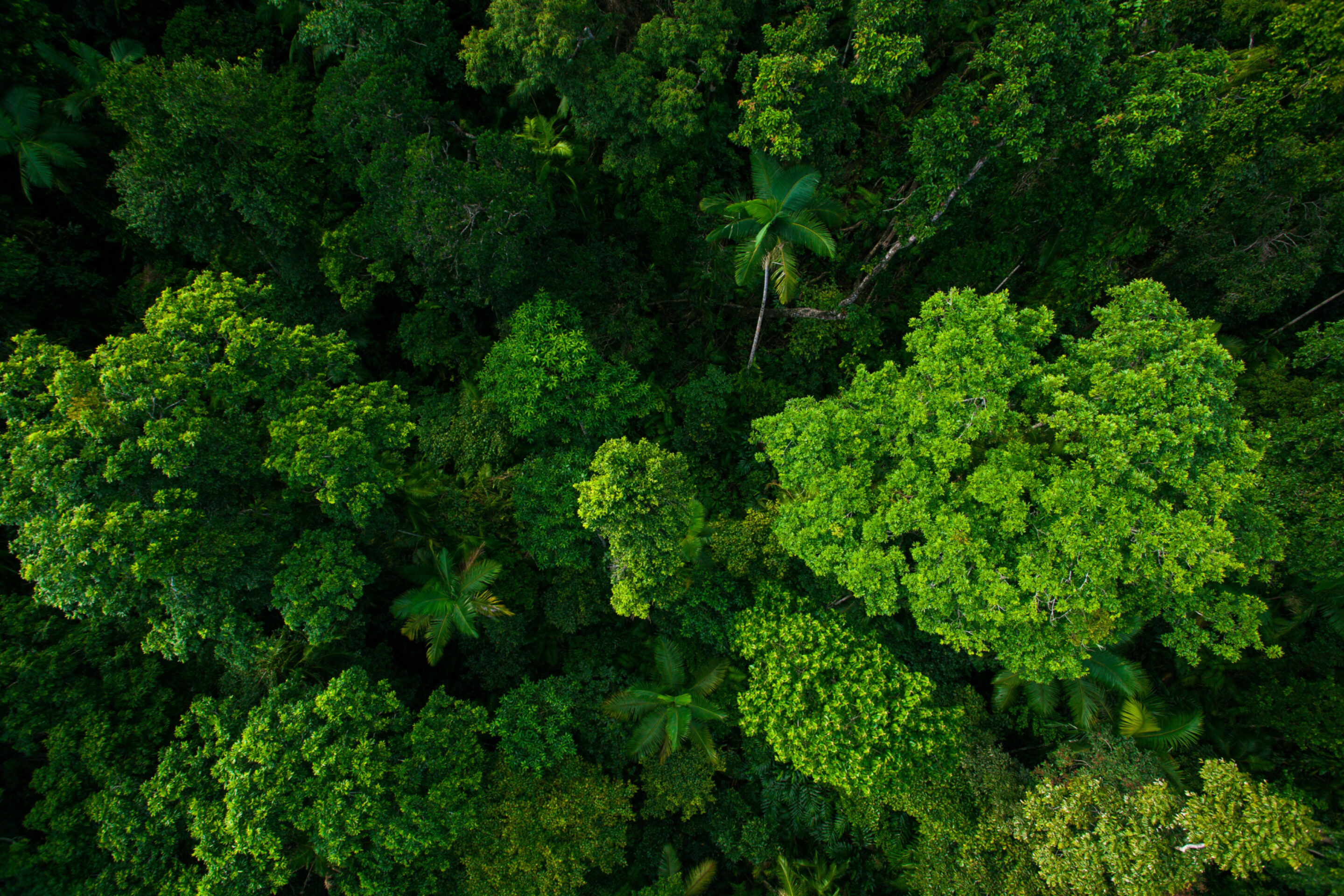 SFI® Urban and Community Forest Sustainability Standard | NSF