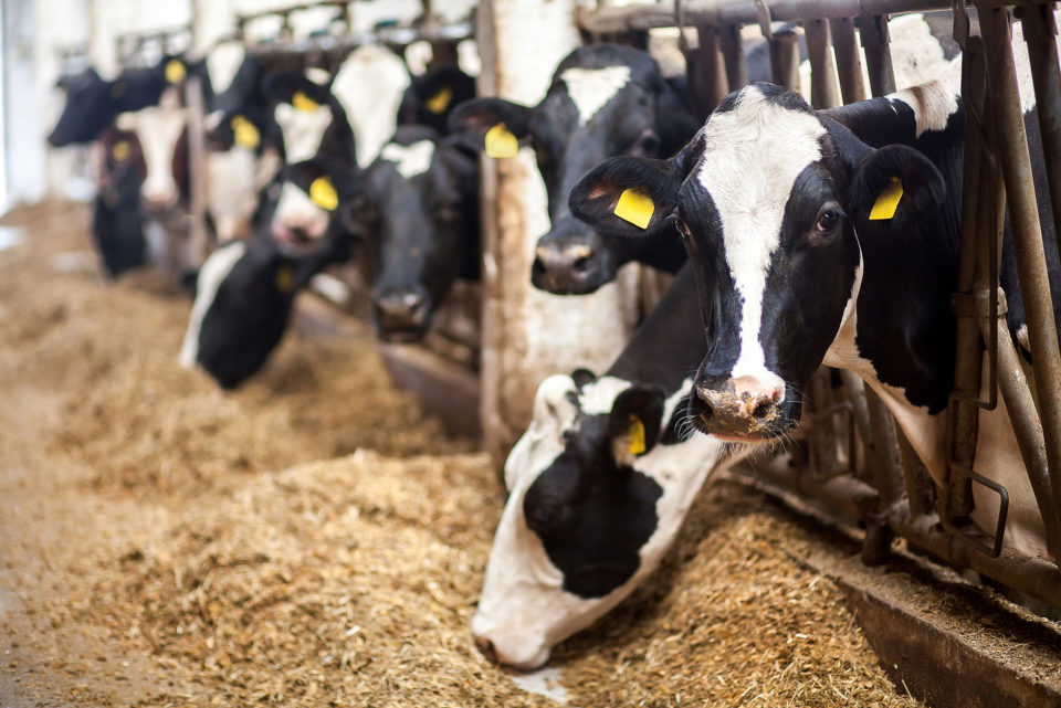 Black and white cows eating hay in the stable