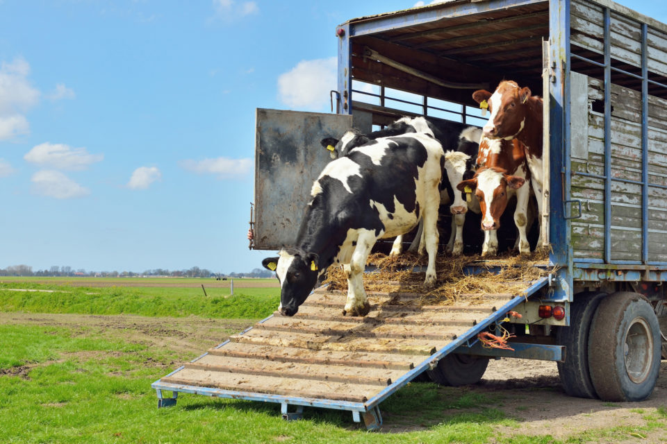 Cows being transported on trailer