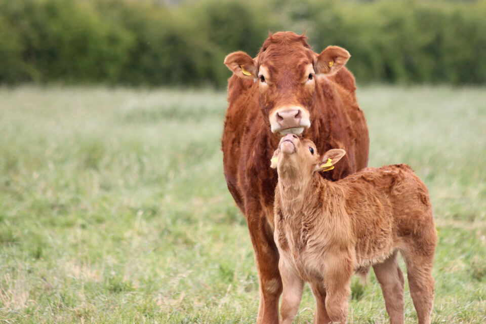 Animal Welfare and Wellness Audits and Certification | NSF