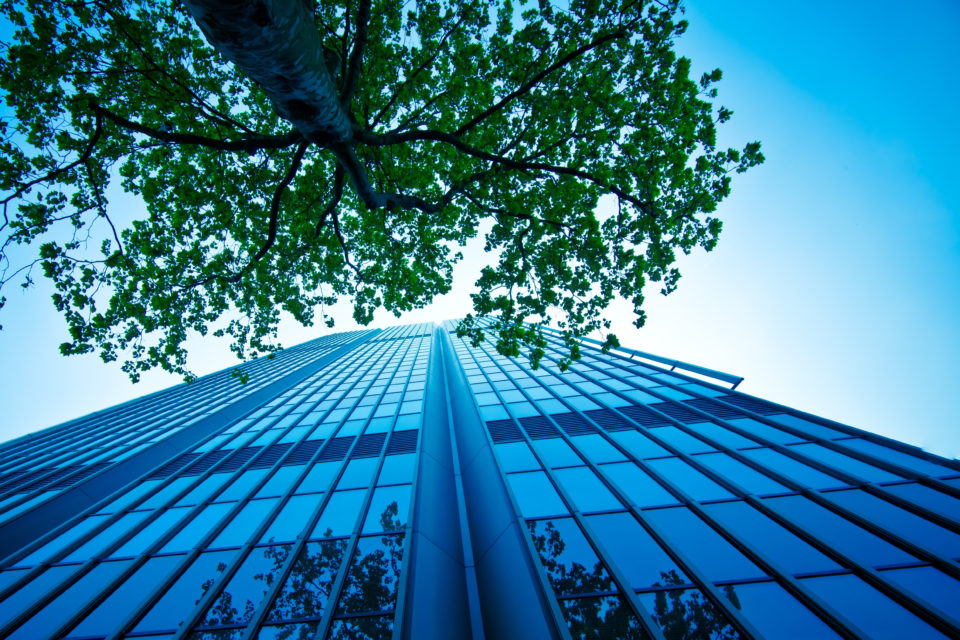 Skyscraper and tree - Green Bonds Verification