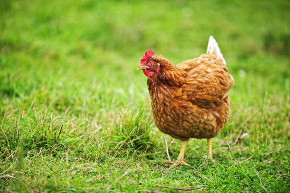 Chicken grass 20828902