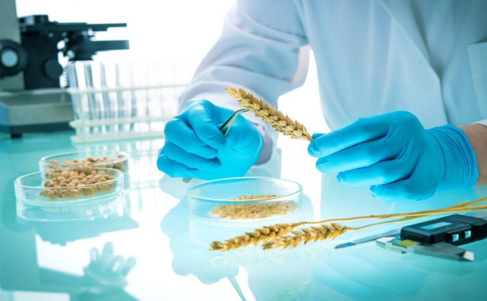 Grains lab 123201508