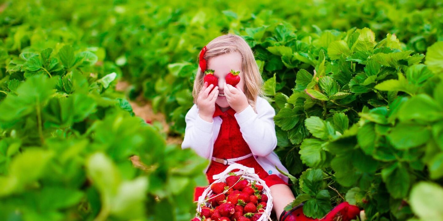 Recogiendo fresas 41607895