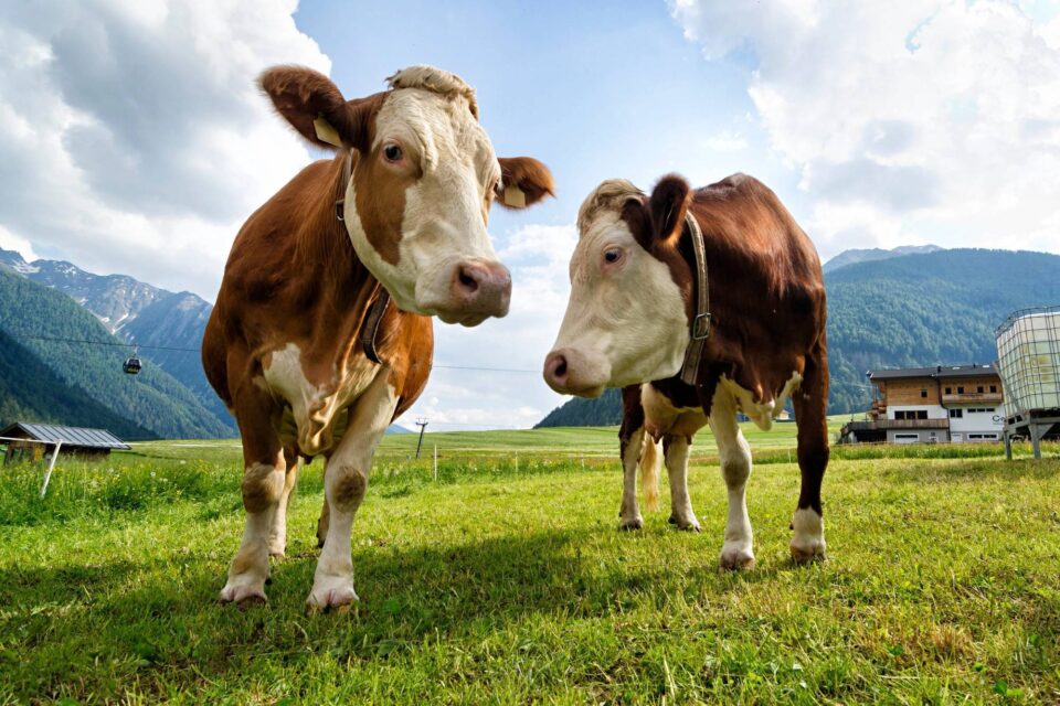Dos vacas 43692025