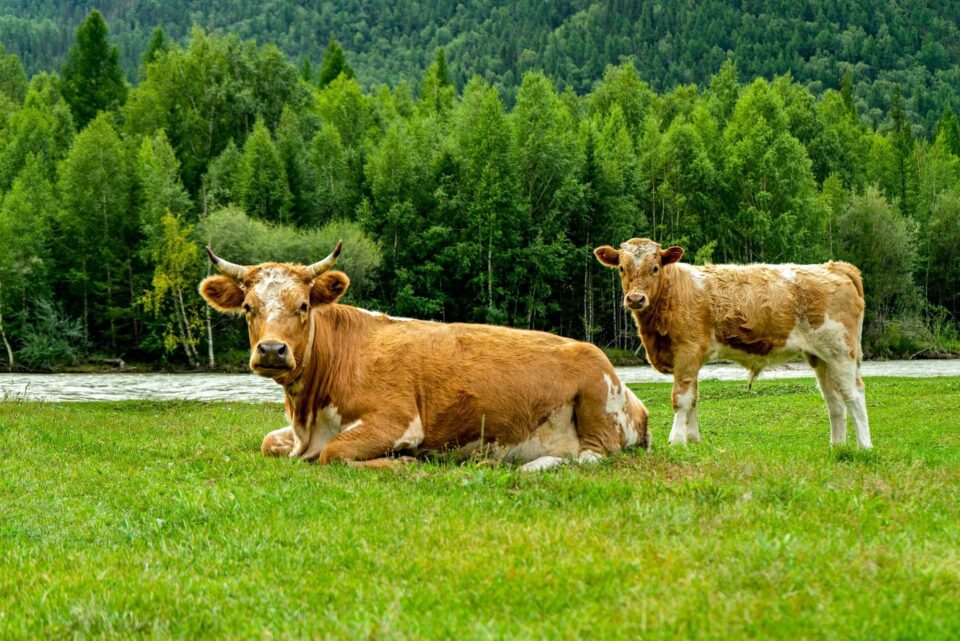 Vacas campo 156645212