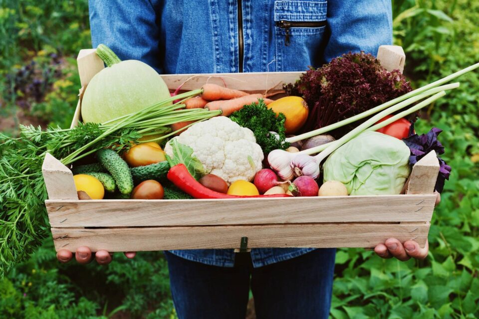 Vegetales 61986901