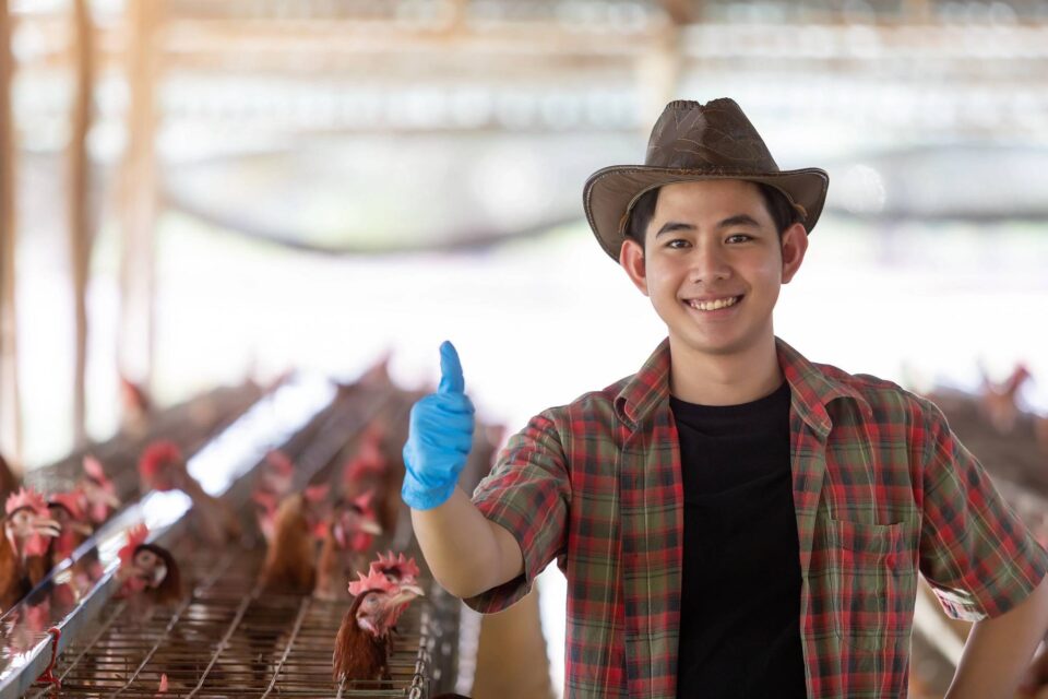 Cowboy chickens 147448694