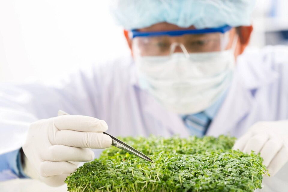 Scientist plants 97907076