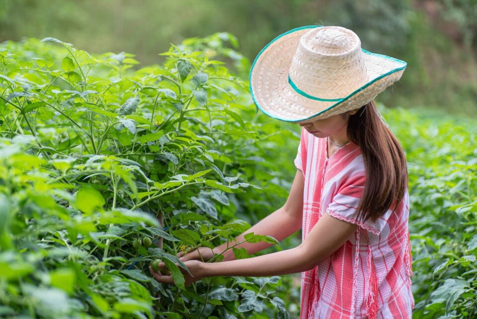 Woman farmer tomato field 153692898