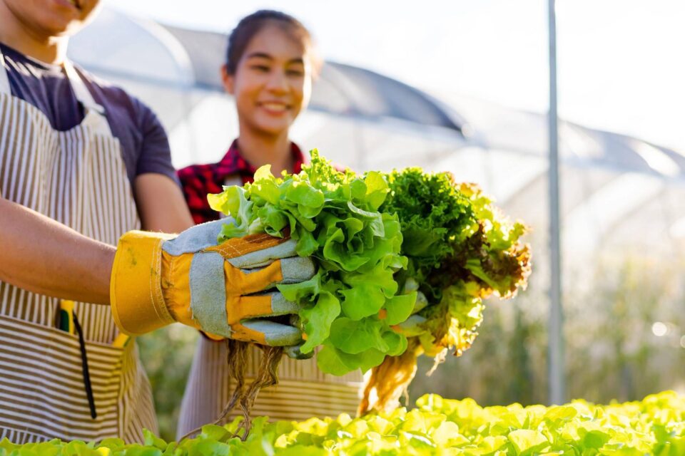 Women holding crop 159283661