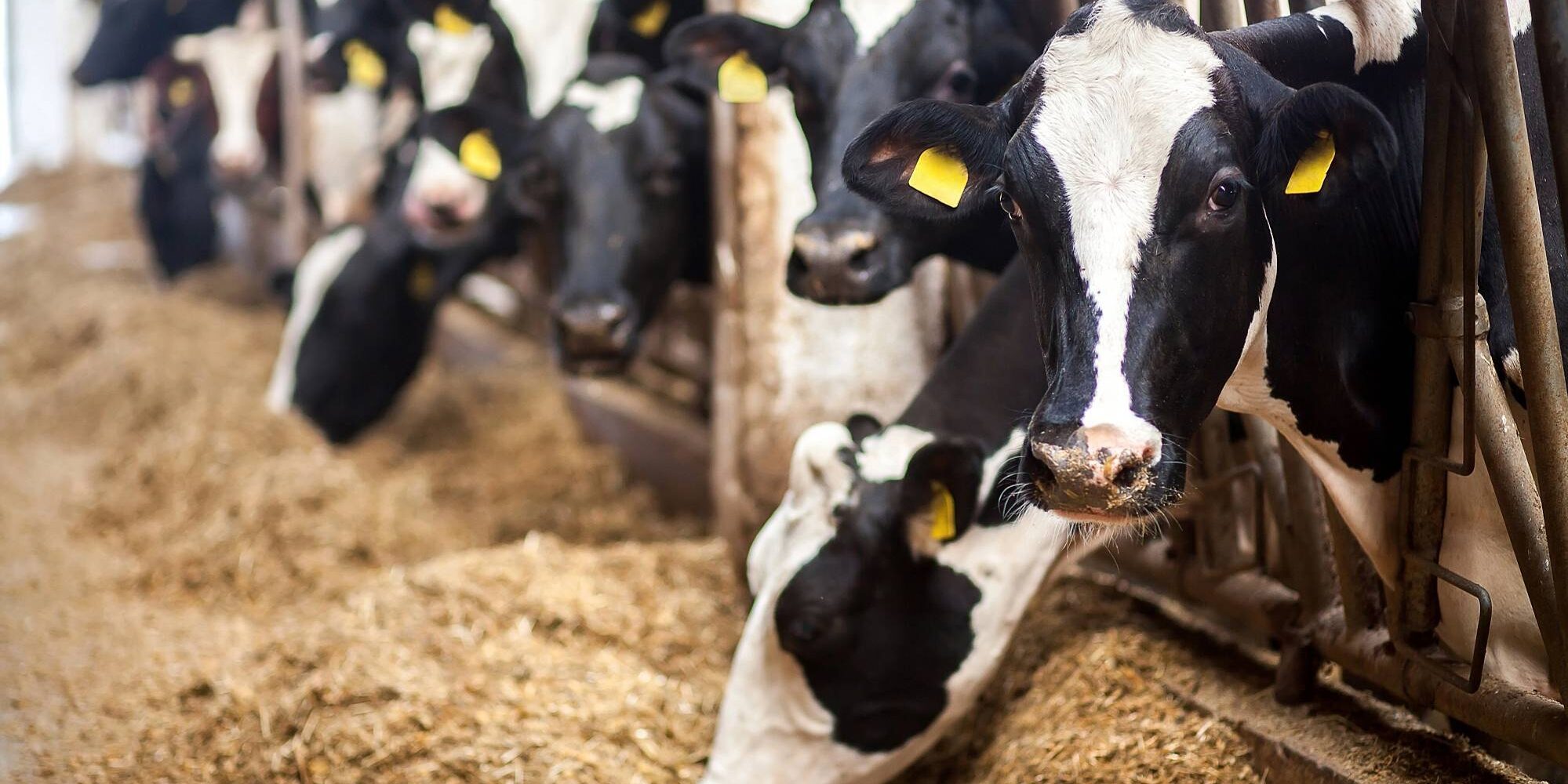 Red Tractor Livestock Scheme Flyers NSF