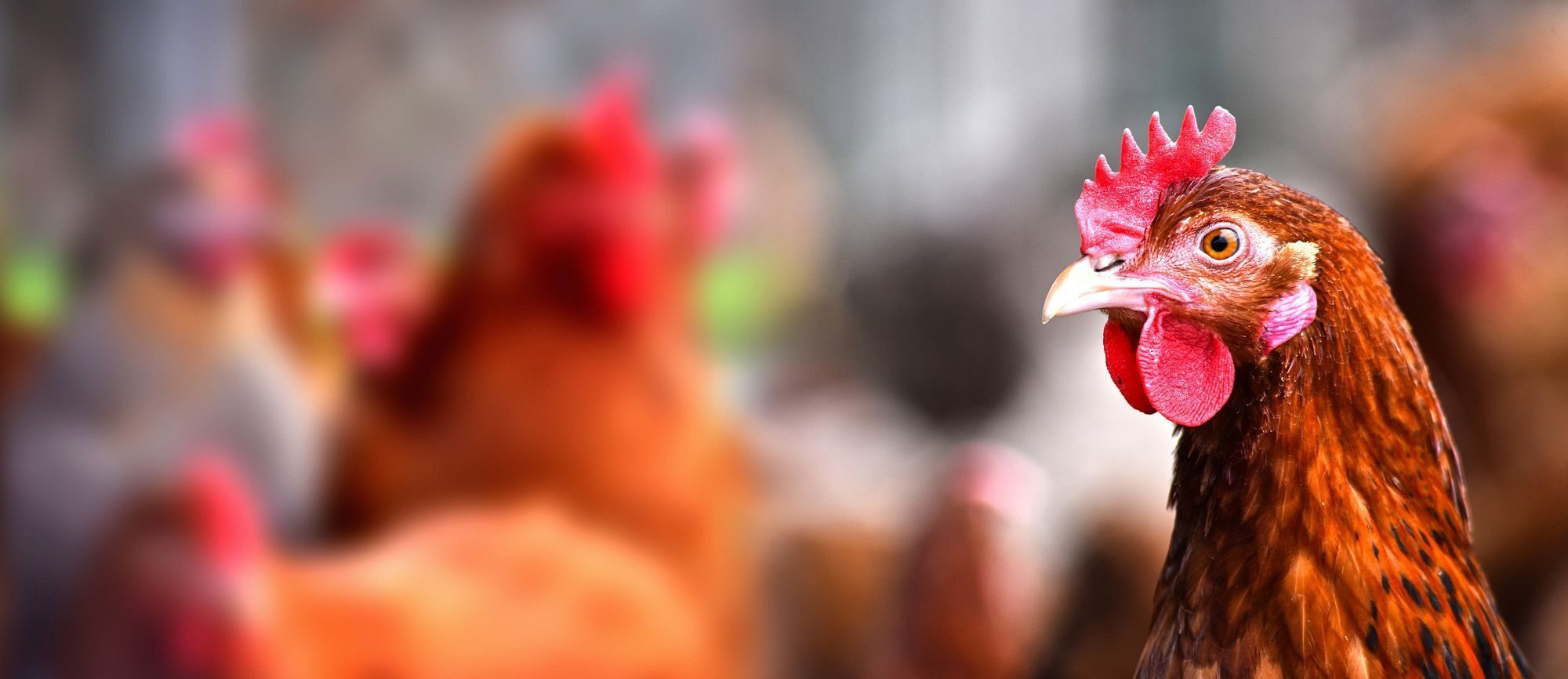 Chickens on traditional free range poultry farm.