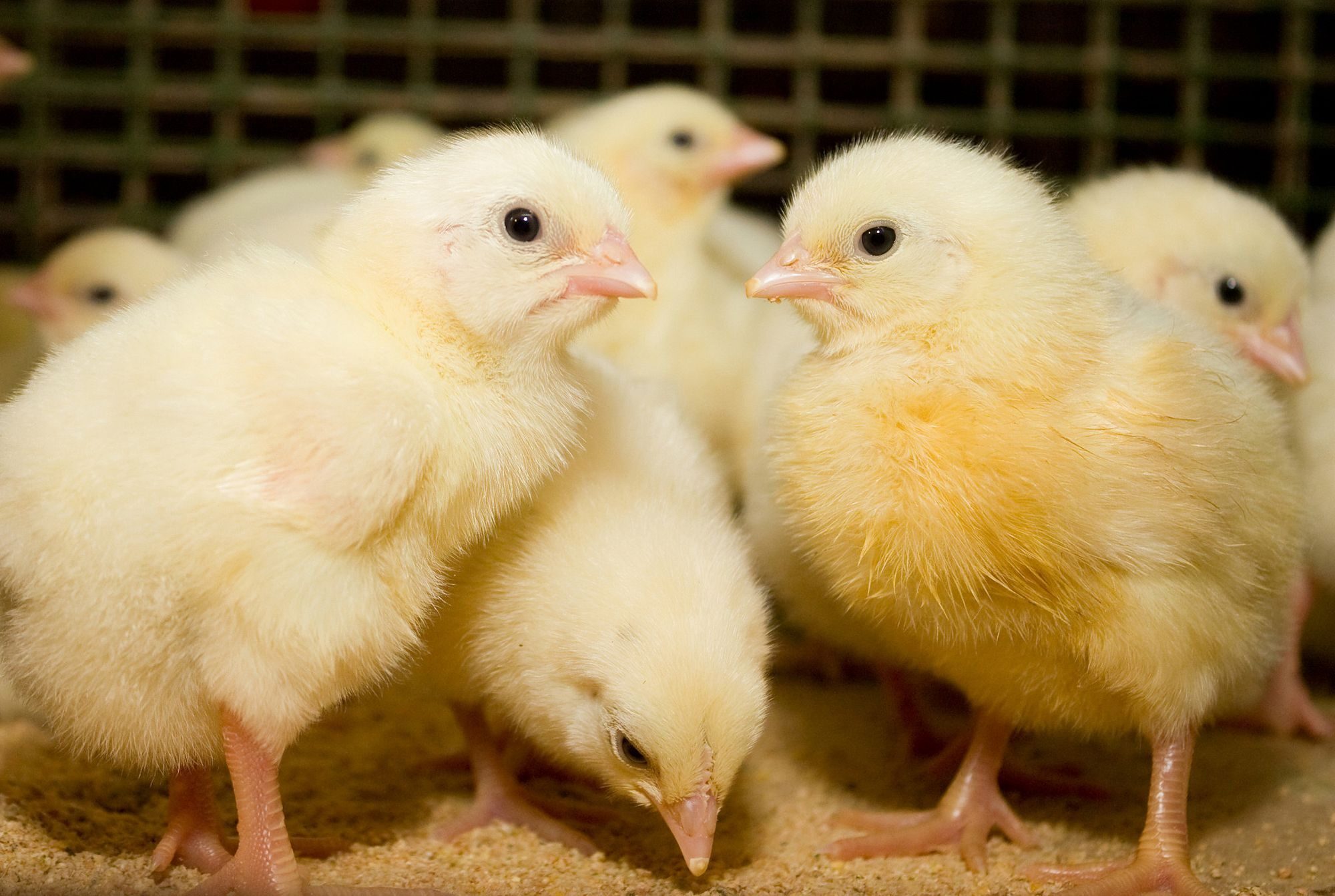 Young broiler chickens at the poultry farm
