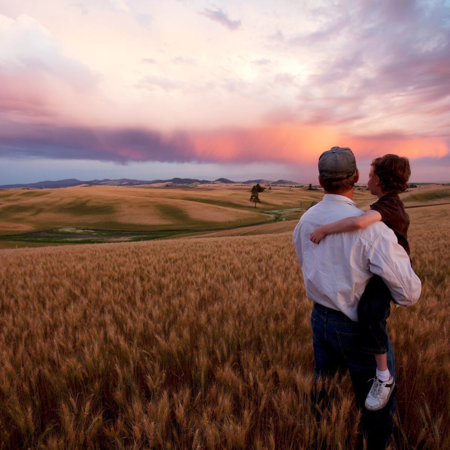 Grandfather grandchild wheat field sunset 523077784
