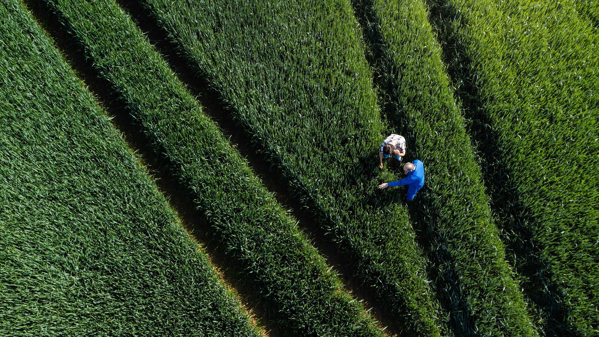 A drone shot of a farmer standing with a potential buyer for his crop in the wheat field on his sustainable farm in Embleton, North East England. The farmer is explaining everything about the crop. The crop is first wheat and is going to be used in low quality flour for baking and will be harvested in early September.